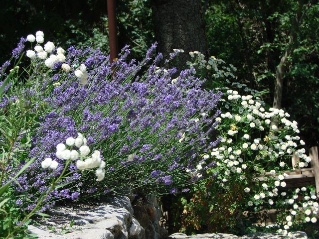 boja, lavanda i povratić